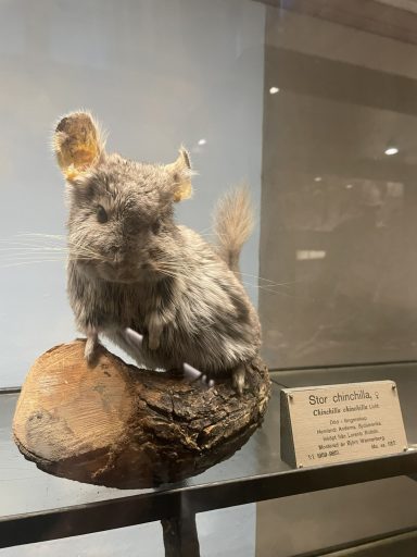 Chinchilla skänkt till Naturhistoriska Stor Chinchiia